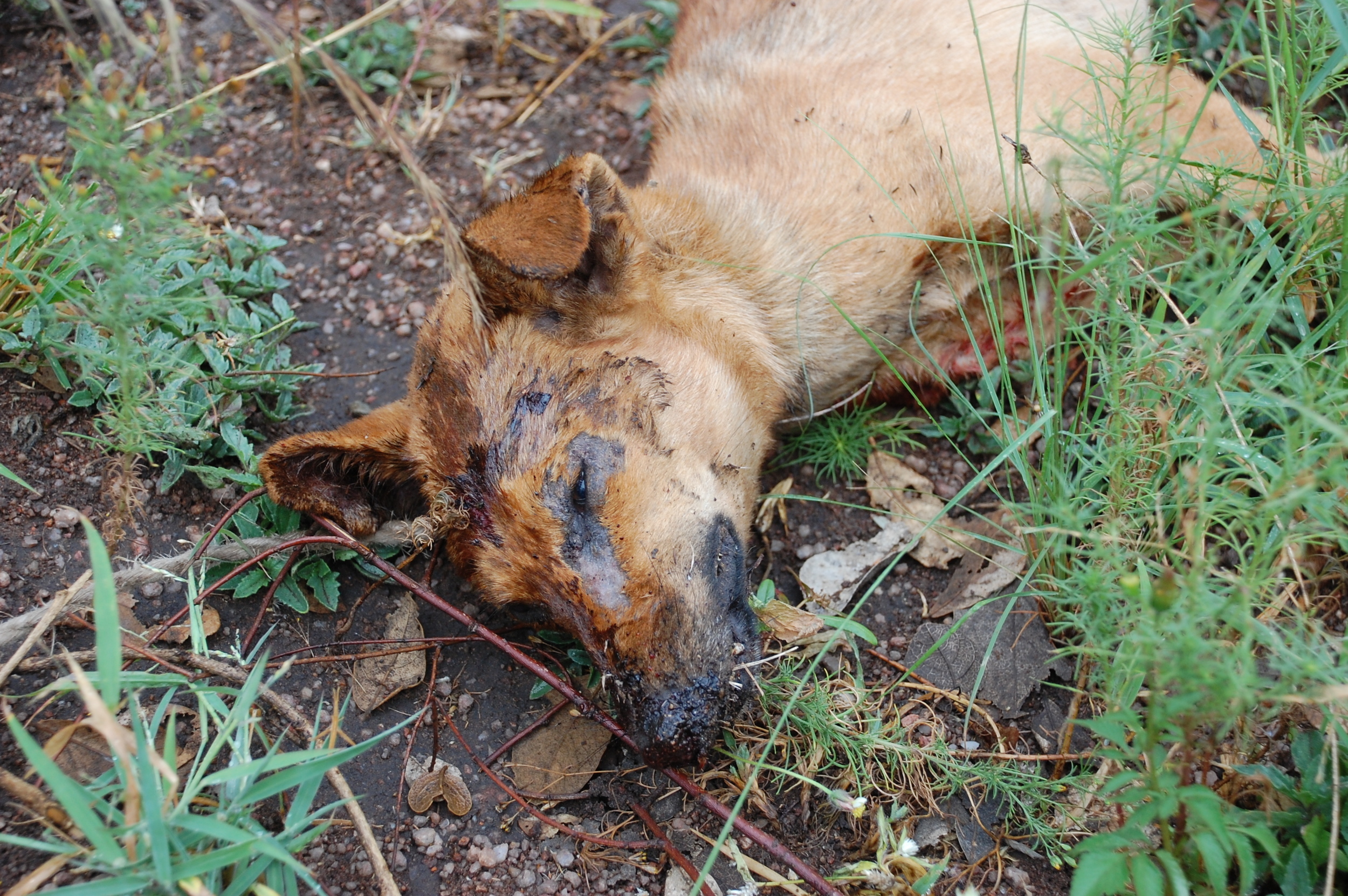rabid_dog_close_up.JPG